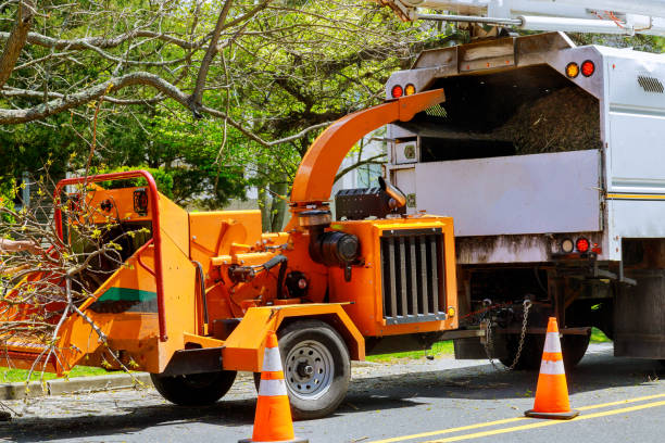 The Steps Involved in Our Tree Care Process in Oak Ridge, FL